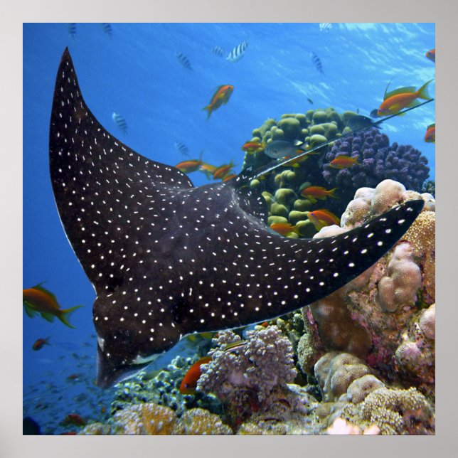 Póster Rayo visto (Frente)