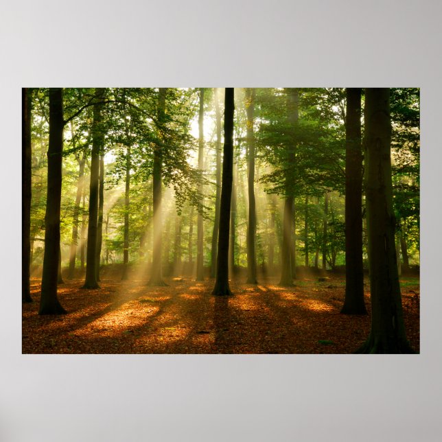 Póster Rayos claros de luz brillando a través del bosque  (Frente)