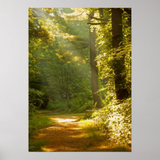 Póster Rayos de luz en el bosque