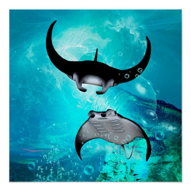 Póster Rayos de manta nadadora (Anverso)