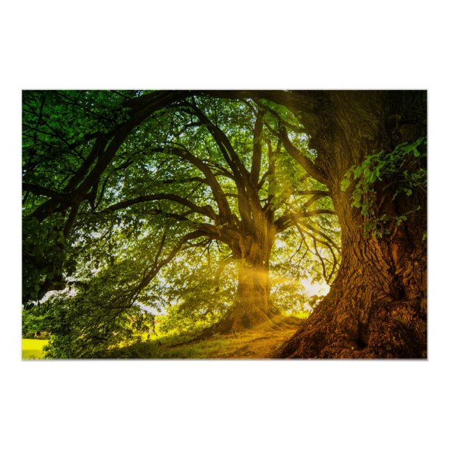 Póster rayos de sol (Anverso)