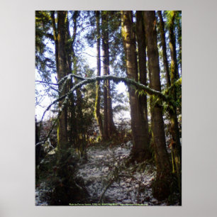 Póster Rayos de sol forestal en la nieve #32