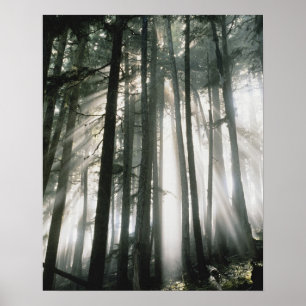 Póster Rayos de sol que atraviesan los árboles, Monte Rai
