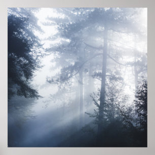 Póster Rayos solares brillando a través del bosque nublad