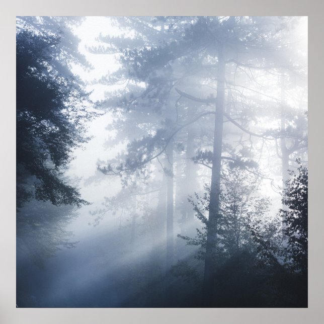 Póster Rayos solares brillando a través del bosque nublad (Frente)