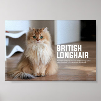 Póster Raza británica de gatos de pelo largo