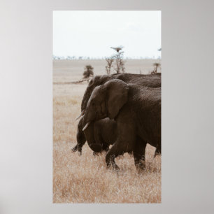 PÓSTER RAZA DE ELEFANTES