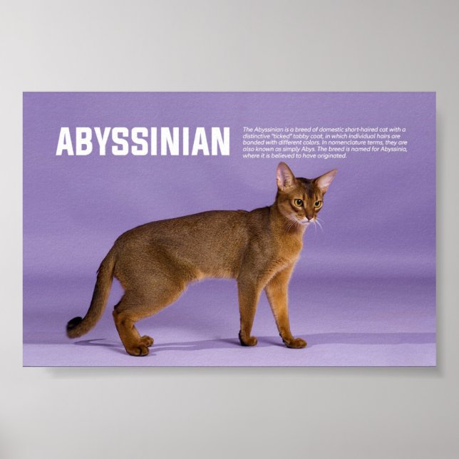 Póster Raza de gato abisina (Frente)
