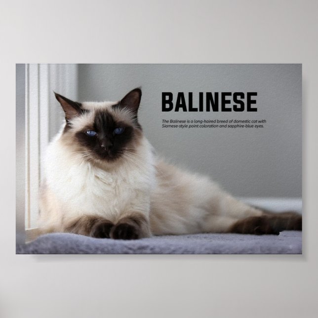 Póster Raza de gato balinés (Frente)