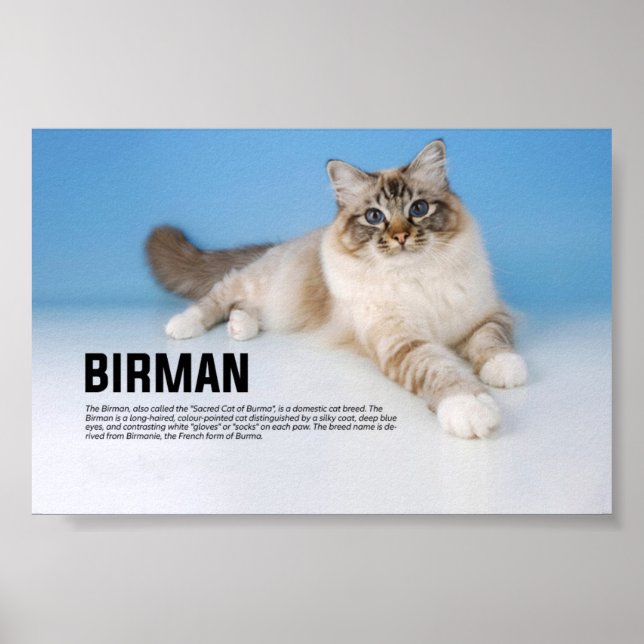 Póster Raza de gato birmano - Sagrado gato de Birmania (Frente)