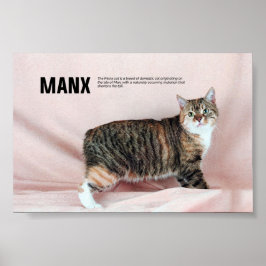 Póster Raza de gato de manx