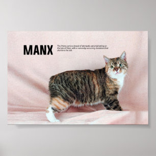 Póster Raza de gato de manx