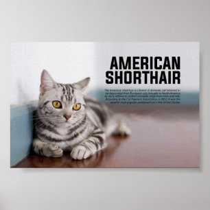 Póster Raza de gato de Shorthair en Estados Unidos