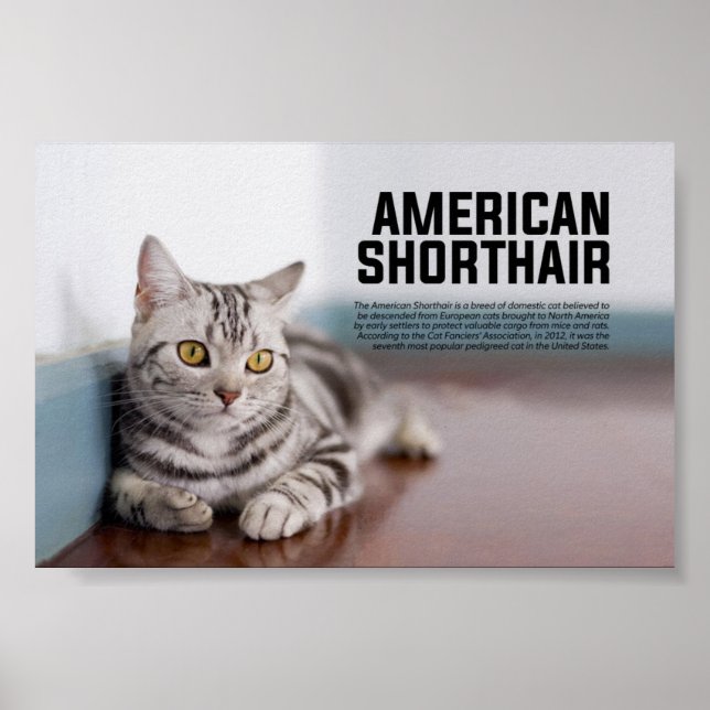 Póster Raza de gato de Shorthair en Estados Unidos (Frente)