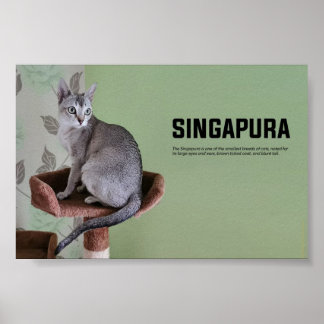 Póster Raza de gato de Singapur