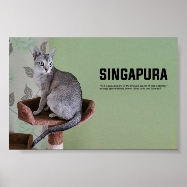 Póster Raza de gato de Singapur (Frente)