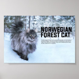 Póster Raza de gato forestal noruega