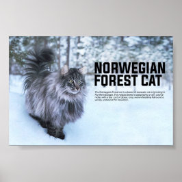 Póster Raza de gato forestal noruega