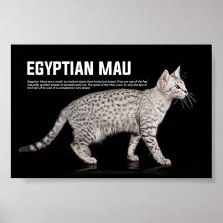 Póster Raza de gato Mau egipcia