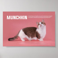 Raza De Gato Munchkin O Sausage