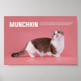 Póster Raza De Gato Munchkin O Sausage