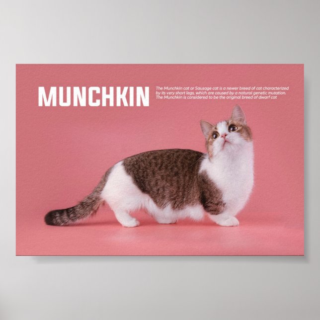 Póster Raza De Gato Munchkin O Sausage (Frente)