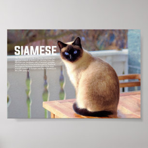 Póster Raza de gato siamesa
