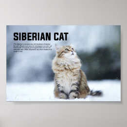 Póster Raza de gato siberiana