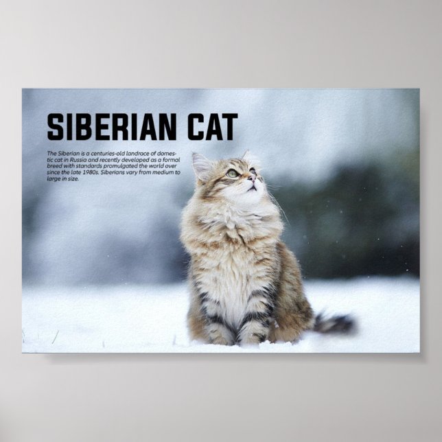 Póster Raza de gato siberiana (Frente)