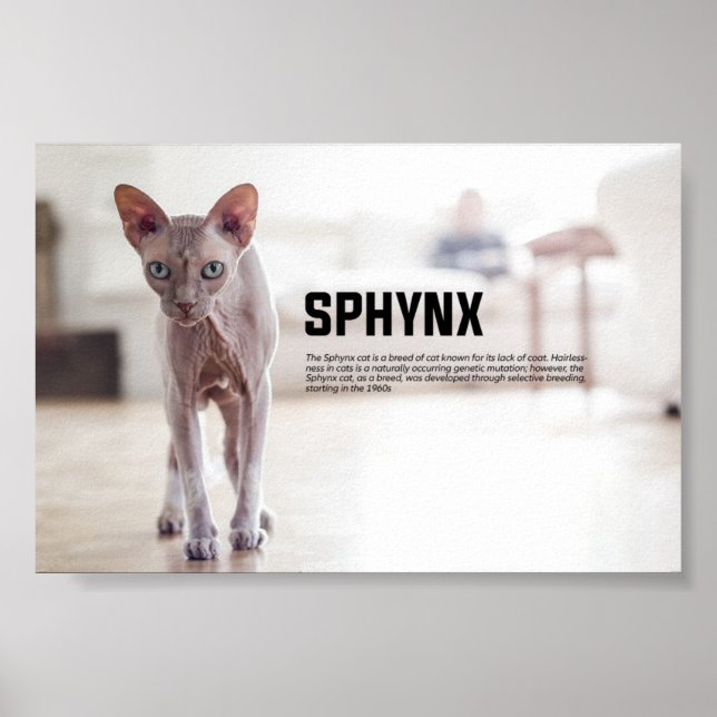 Póster Raza de gato Sphynx (Frente)