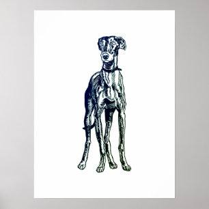Póster Raza de Greyhound inglesa