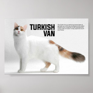 Póster Raza de Van Cat turca