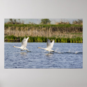Póster Raza par de cisnes de tundra despegue para