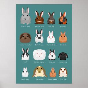 Póster razas de conejos
