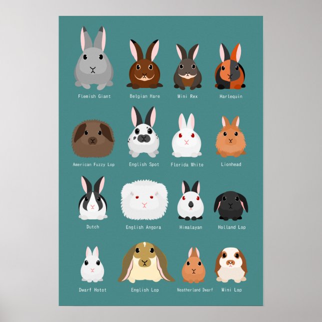 Póster razas de conejos (Frente)