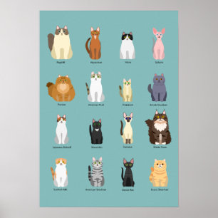 Póster razas de gatos, varios gatos,arte de gatos
