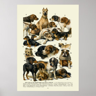 Póster Razas de Perros Era Victoriana Retro Ganadores del