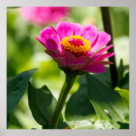 Póster Ready to Bloom