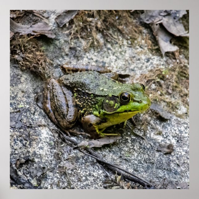 Póster Ready to Go (Frente)