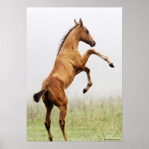 Póster Rearing Colt