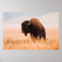 Rebaño Americano De Bison Bison (Bison Bison) En T