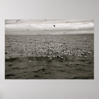 Póster Rebaño de aves de Islandia