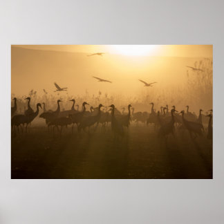 Póster Rebaño de aves en el lago Agamon HaHula, Israel