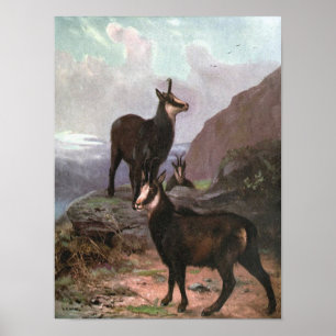 Póster Rebeco de CE Swan, Cabras en las Montañas