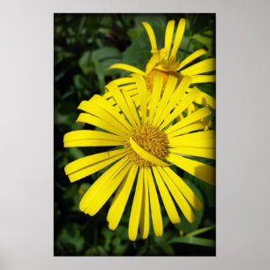 Póster rebel petals