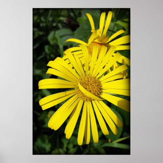 Póster rebel petals (Frente)