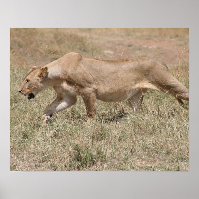 Póster rebelión del león (Frente)