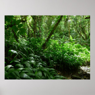 Póster ¡Recepción a la selva!