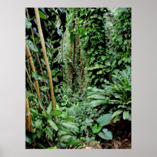 Póster Recepción a la selva