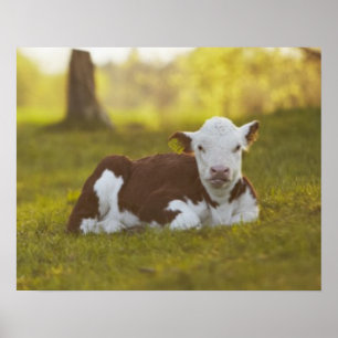 Póster Reclinación del becerro